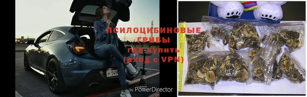 крисы Баксан